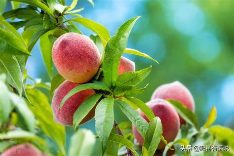 桃樹不開花|【桃樹不開花】桃樹不開花沒果實？這些原因一定要注意！ – 駱影。